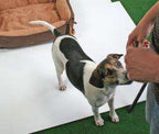 Pet Star Bett Kissen NEVADA