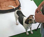 Pet Star Bett Kissen NEVADA