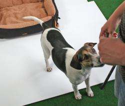 Pet Star Bett Kissen NEVADA