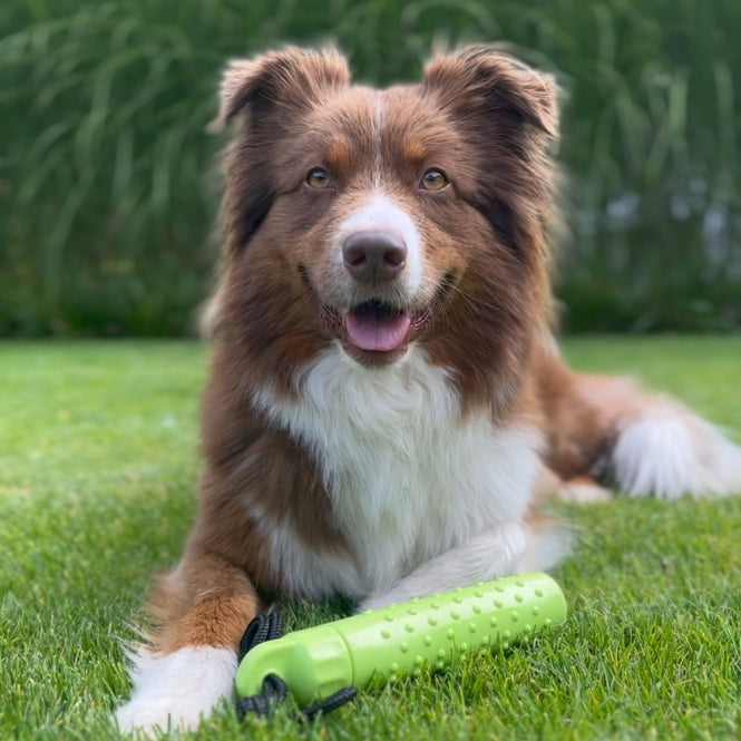 Procyon Magic Treat Dummy