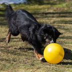 PROCYON Treibball