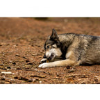 Viking Antler Hard Rothirschgeweih