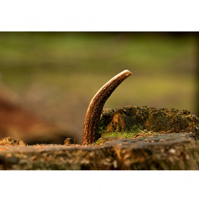 Viking Antler Hard Rothirschgeweih