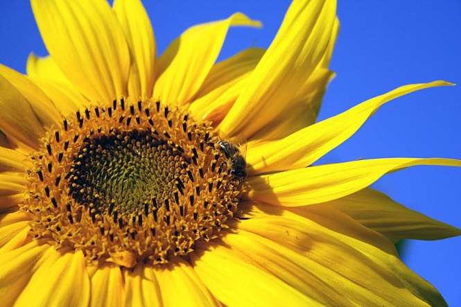 Classic Bird Sonnenblumenkerne